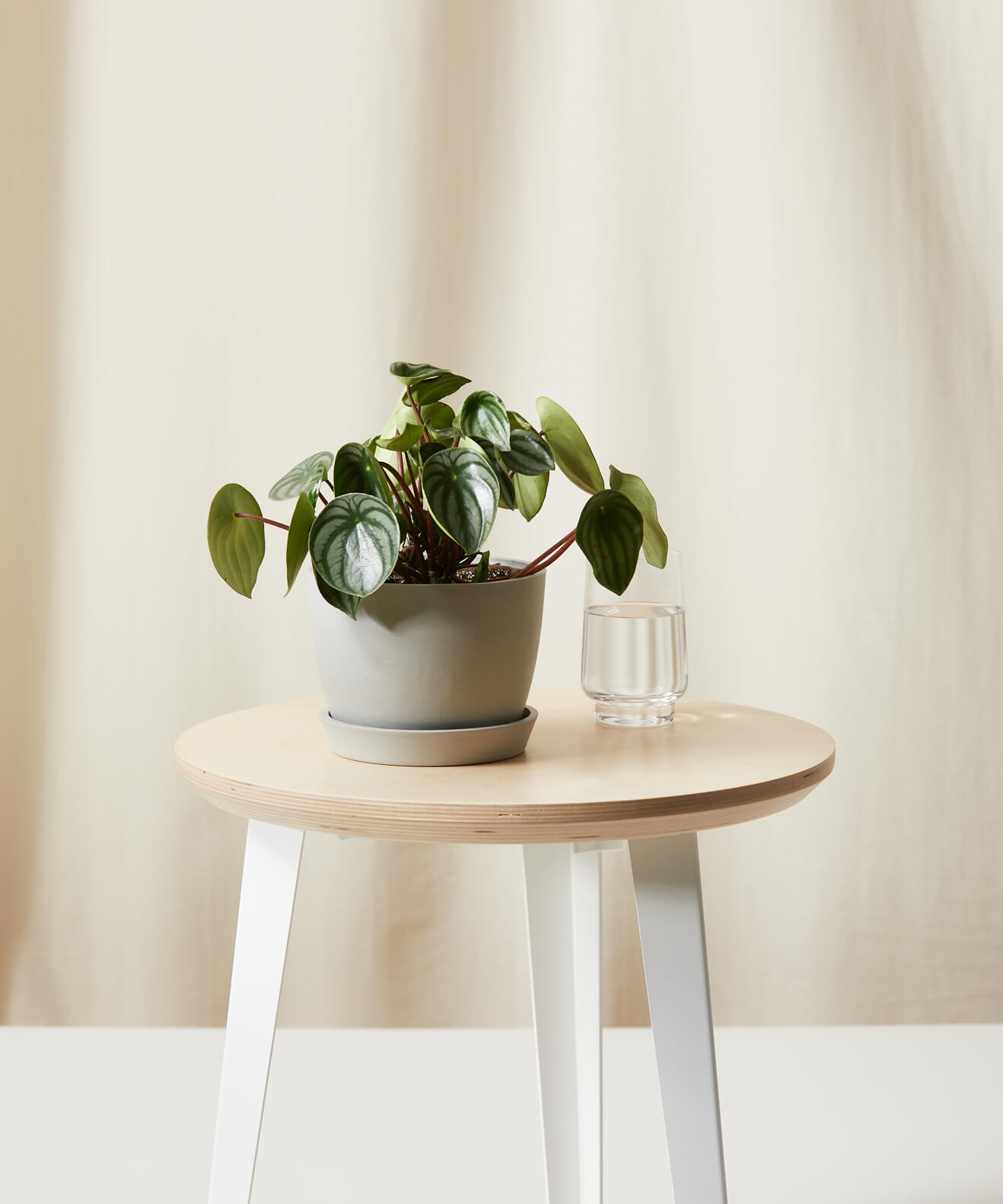 Peperomia Watermelon, Stone Pot - Image 0