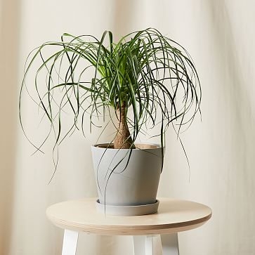 Live Plant, Ponytail Palm, Medium Tabletop, 8''diam, Terracotta Planter - Image 3