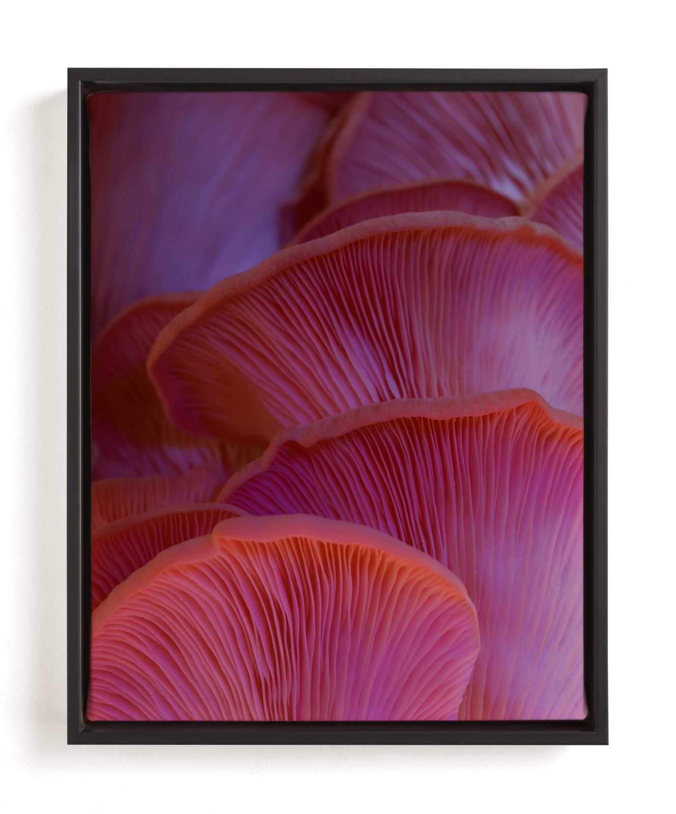 Pink Oyster Mushrooms Limited Edition Fine Art Print 2 - Image 0