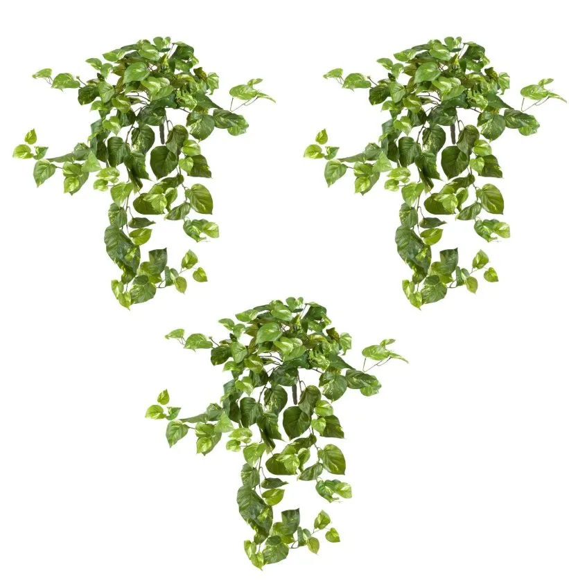 40” Pothos Hanging Bush (Set of 3)