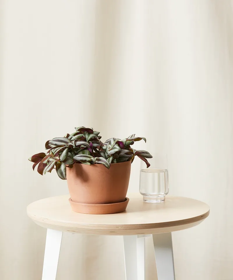 Tradescantia Zebrina -  Clay