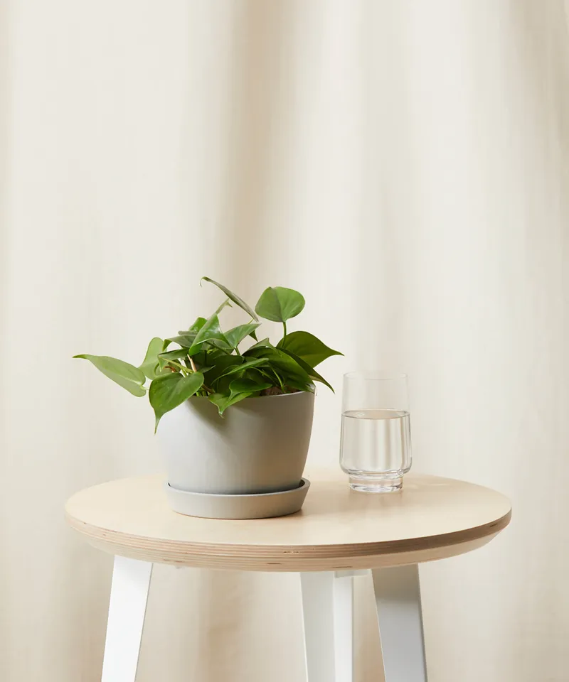 Philodendron Heartleaf, Slate Pot