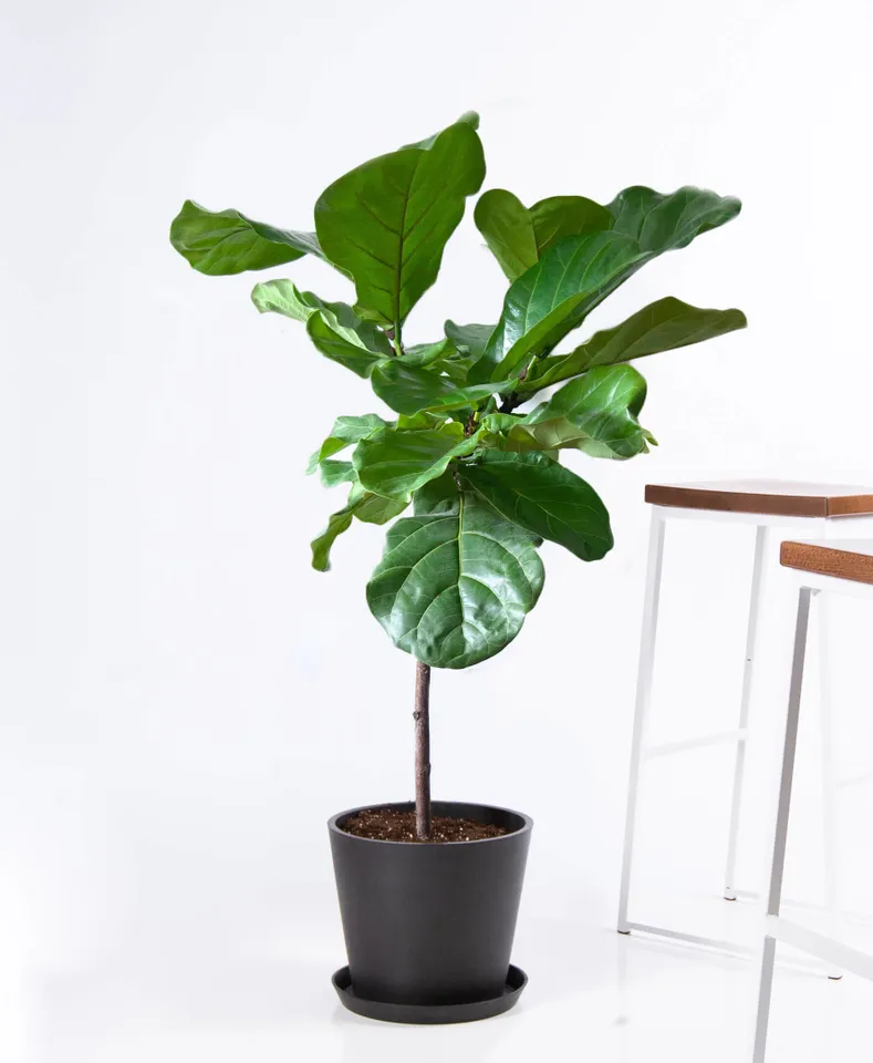 Fiddle Leaf Fig, Charcoal Pot