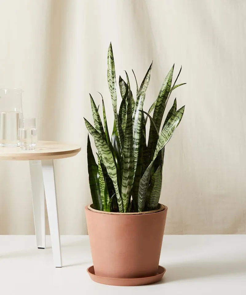Sansevieria, Clay Pot