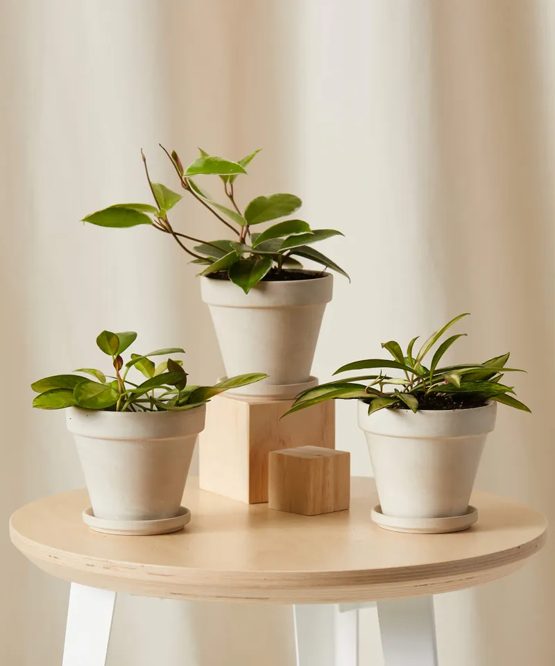 Happy Hoya Collection -  Alabaster