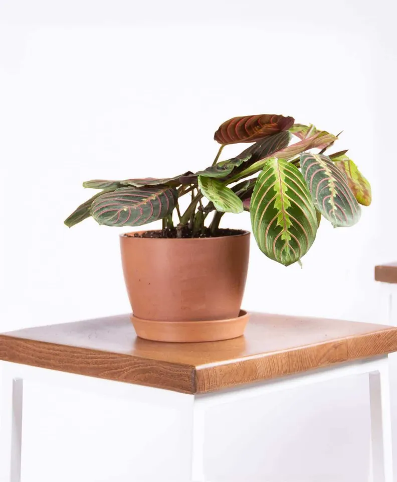 Red Prayer Plant, Clay Pot