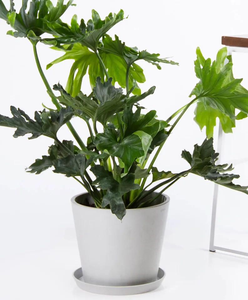 Philodendron hope selloum, Stone