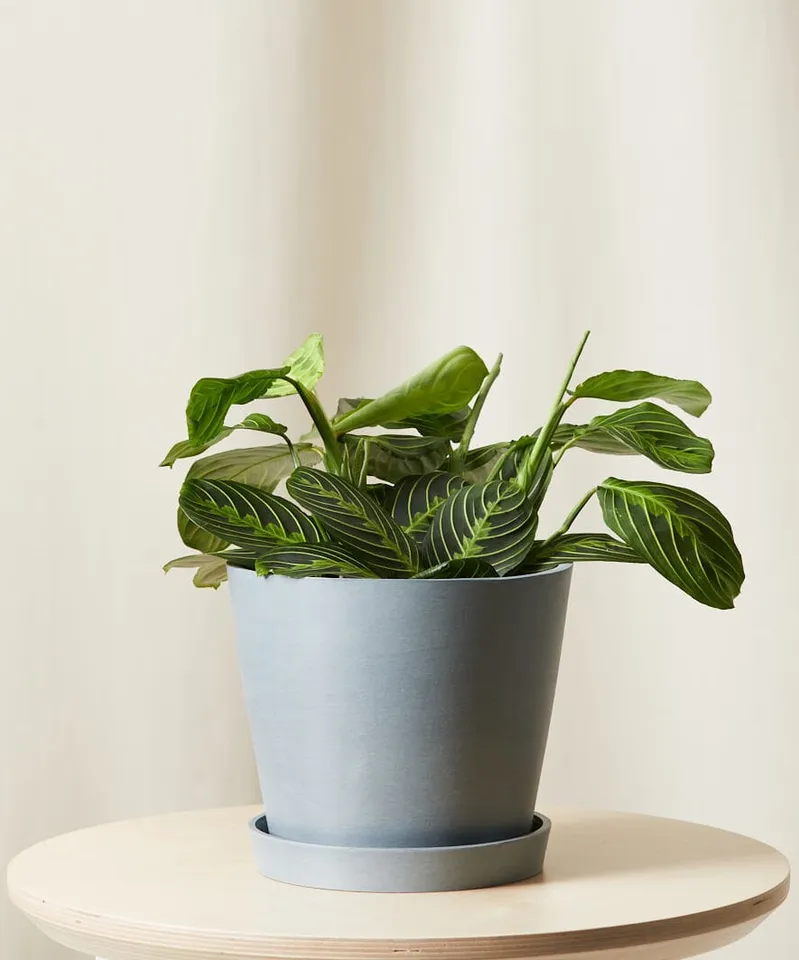 Neon Prayer Plant -  Slate