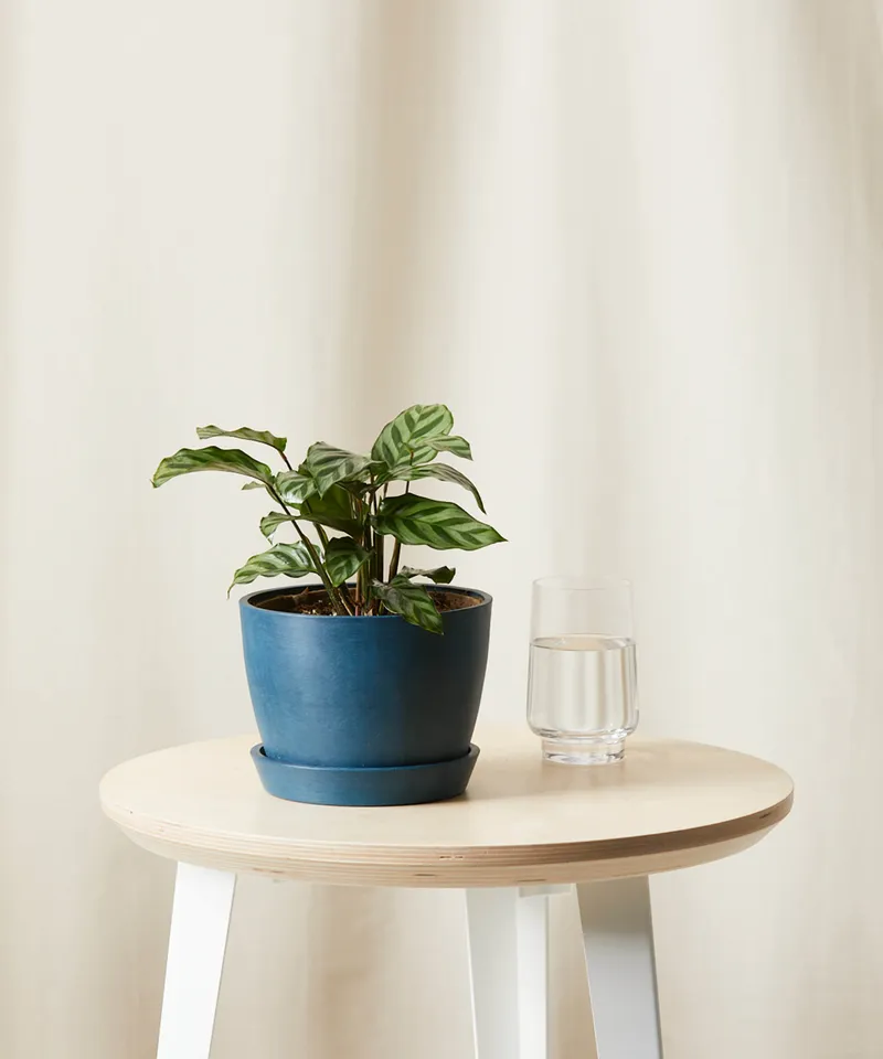 Calathea Freddie -  Indigo