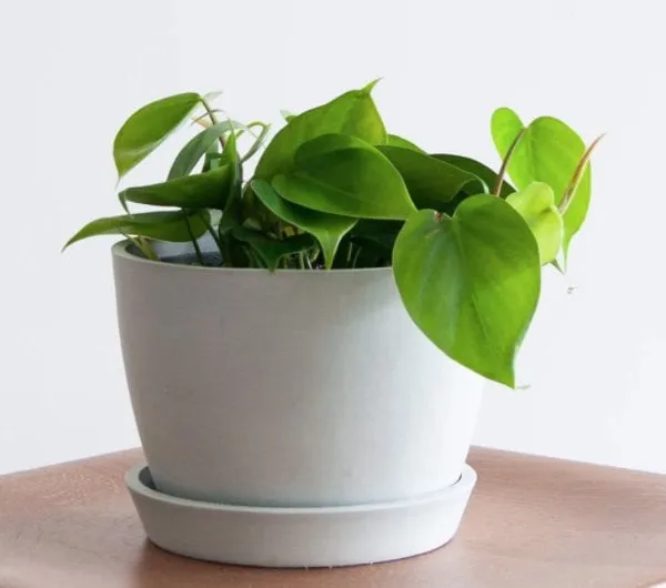 Kimberly Queen Fern, Stone Pot