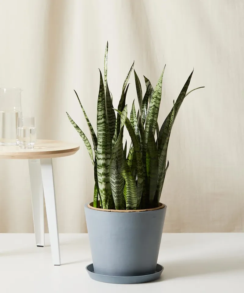 Sansevieria - Slate