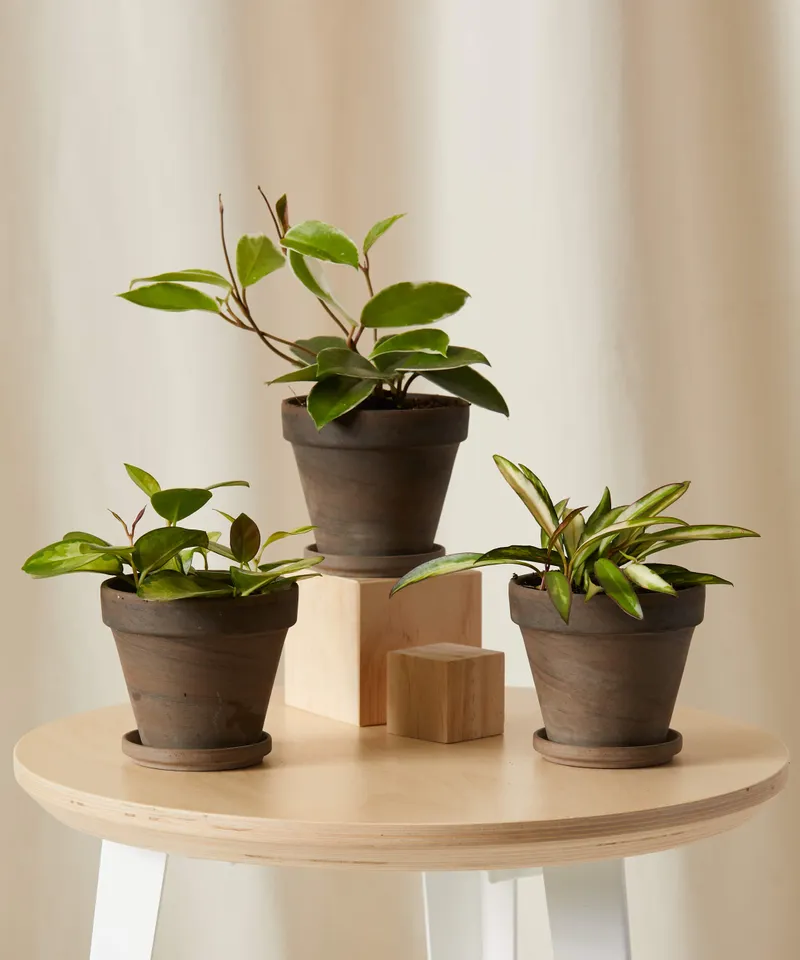 Hoya Collection -  Basalt