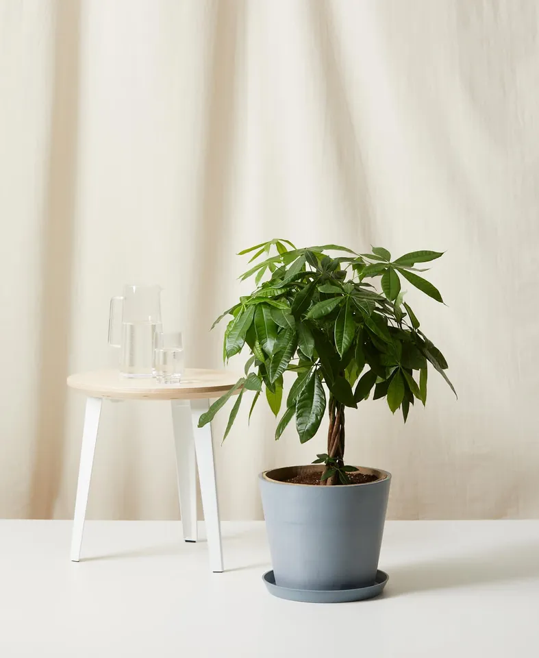 Money Tree -  Slate