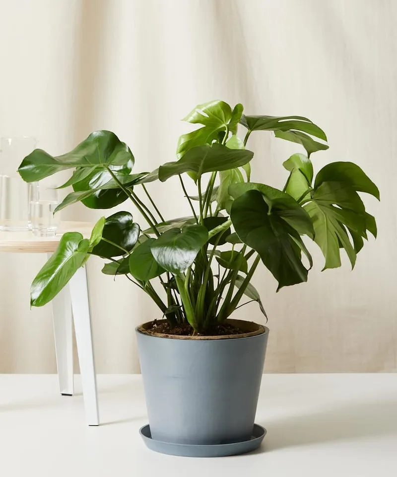 Monstera -  Slate