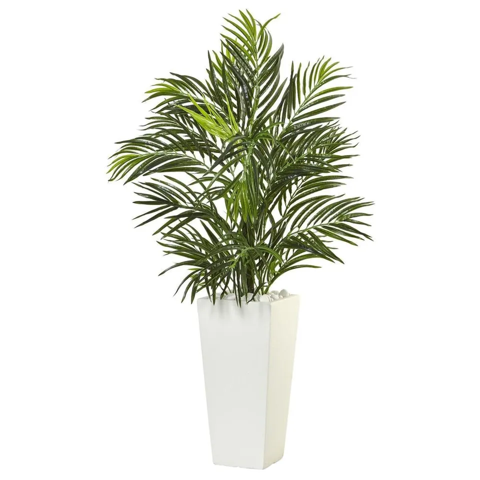Areca Palm in White Square Planter