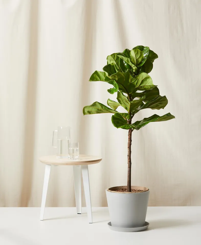 Fiddle Leaf Fig, Stone Pot