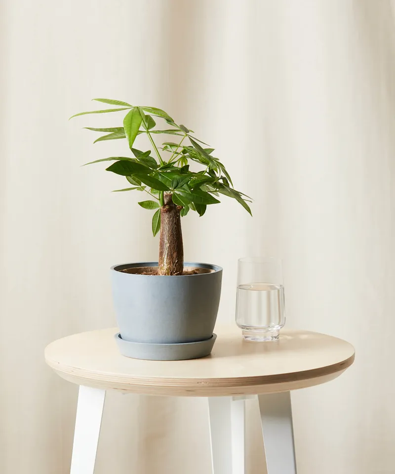Mini Money Tree, Slate Pot