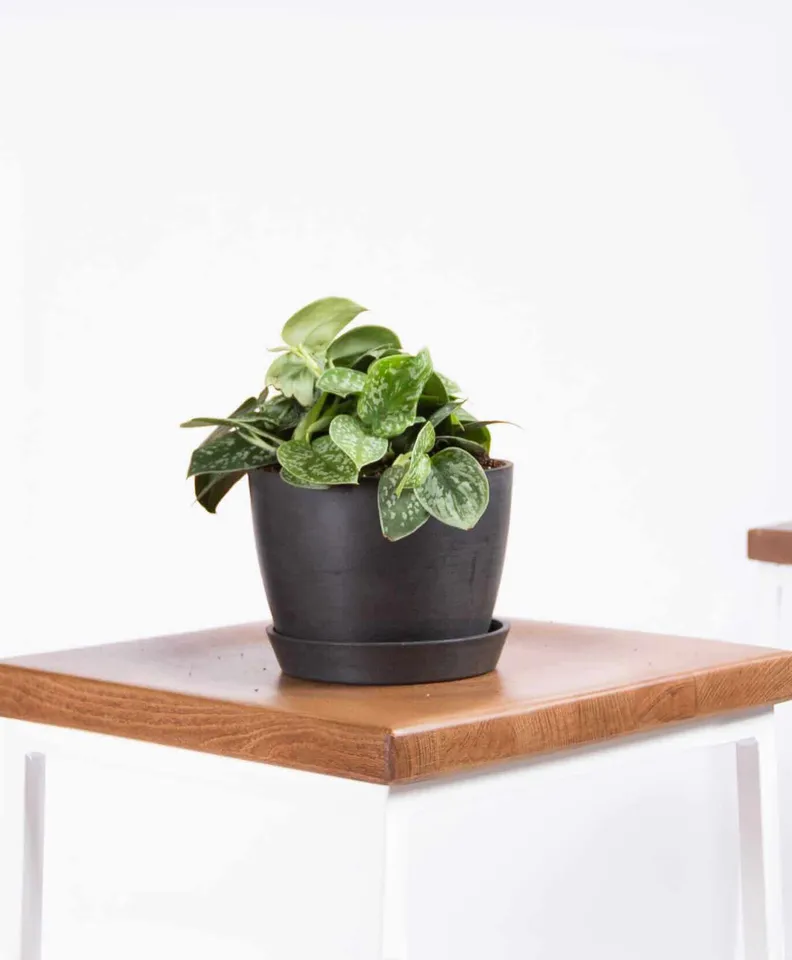 Silver Pothos, Charcoal Pot