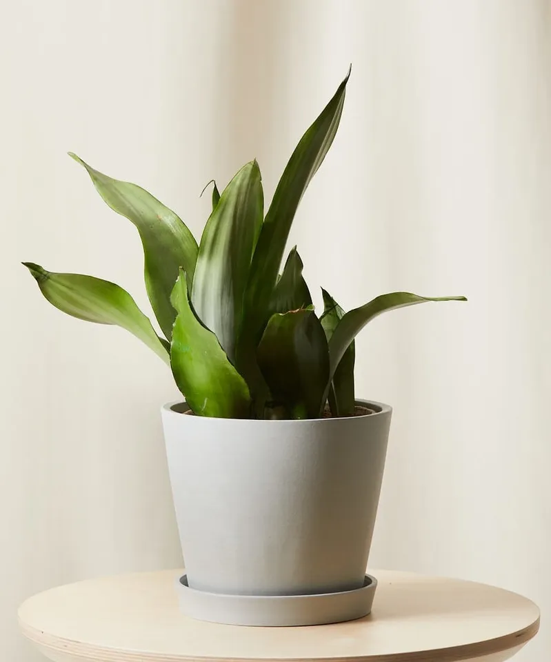 Sansevieria Moonshine -  Charcoal