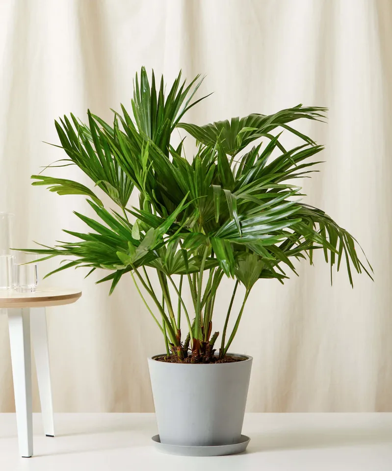 Chinese Fan Palm, Stone Pot