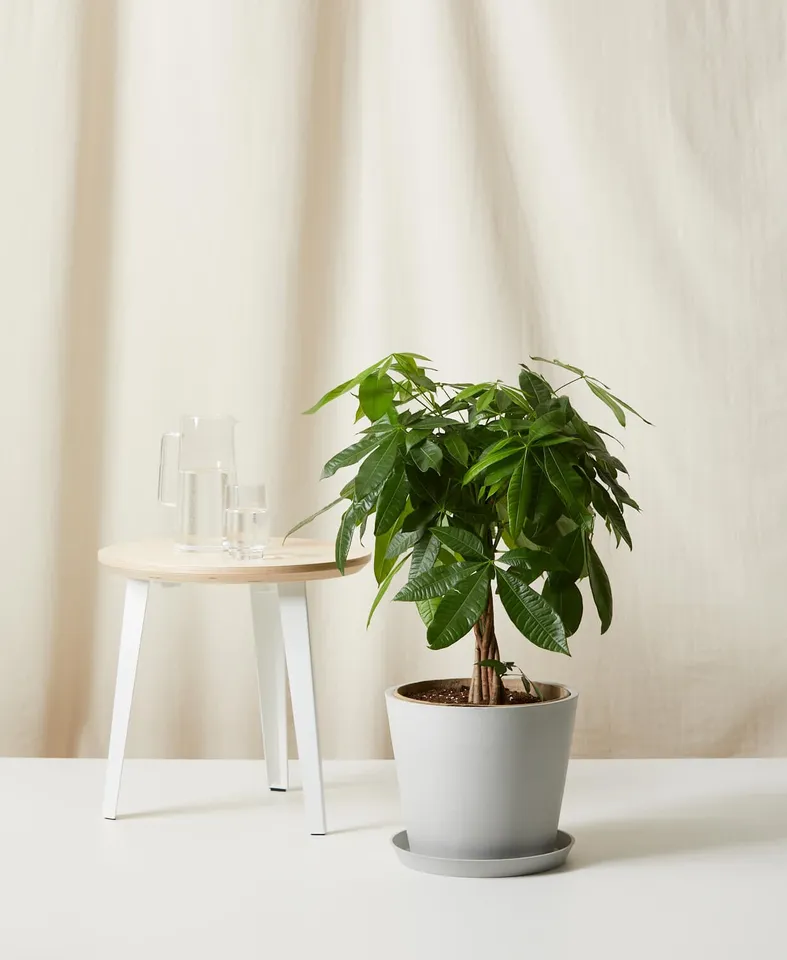 Money Tree -  Stone