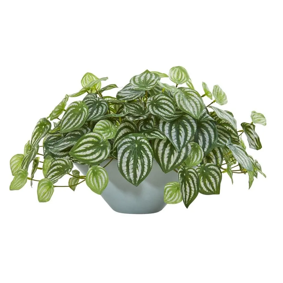 19" Watermelon Peperomia Artificial Plant in Vase