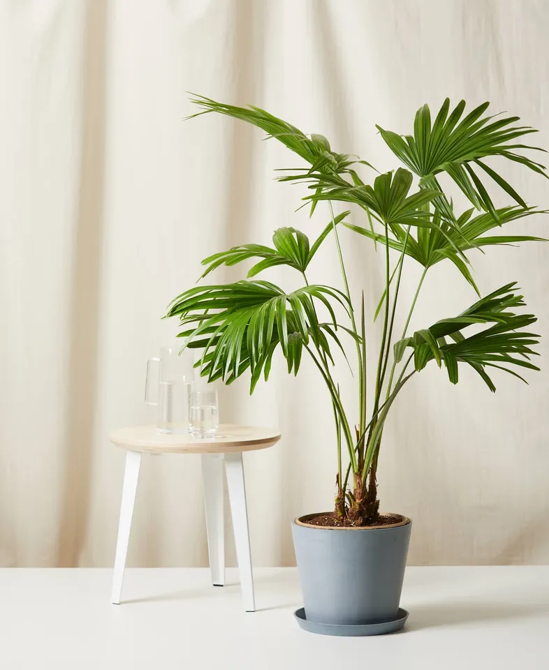 Chinese Fan Palm, Slate Pot