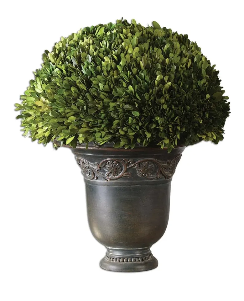 Preserved Boxwood,Globe