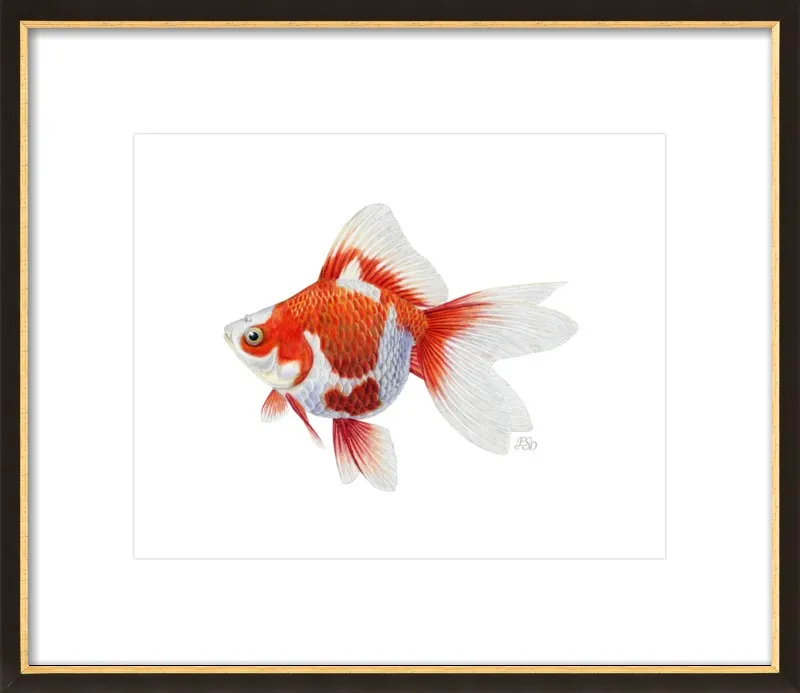 Japanese ryukin goldfish by Emily S. Damstra for Artfully Walls
