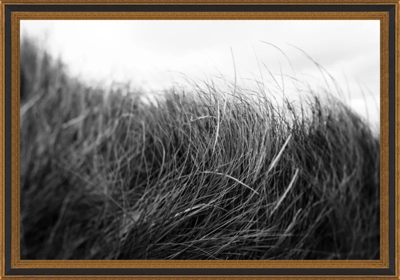 Beach Grass #3 by Alicia Bock for Artfully Walls