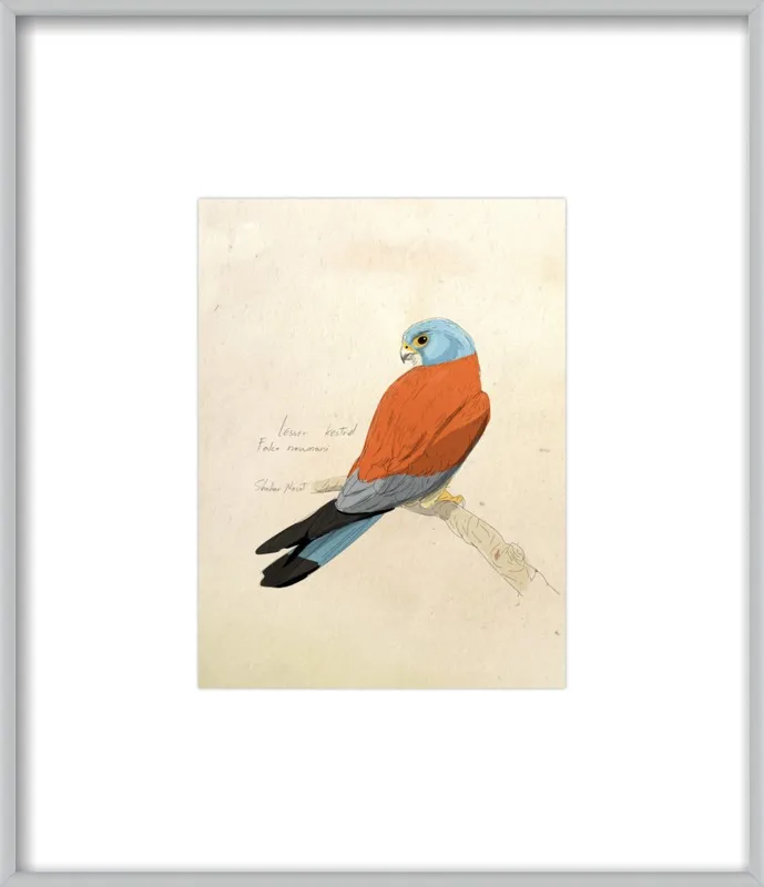 Lesser Kestrel by Shahar Navot for Artfully Walls