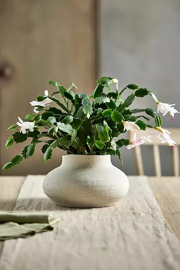Organic Jar Stoneware Planter