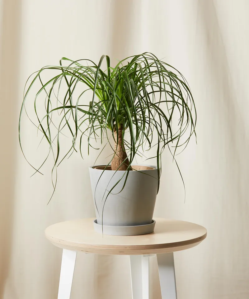 Ponytail Palm -  Stone