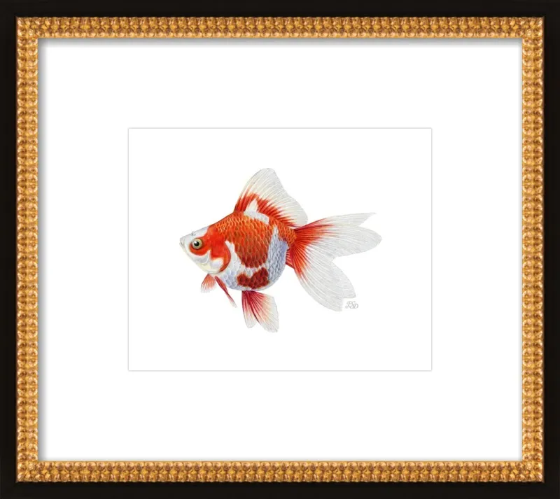 Japanese ryukin goldfish by Emily S. Damstra for Artfully Walls