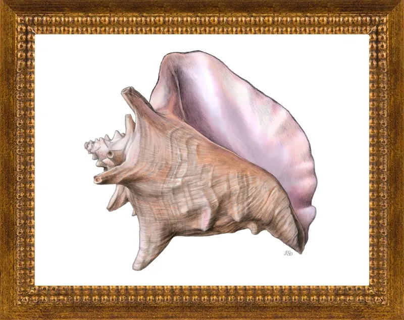 Queen conch  by Emily S. Damstra for Artfully Walls