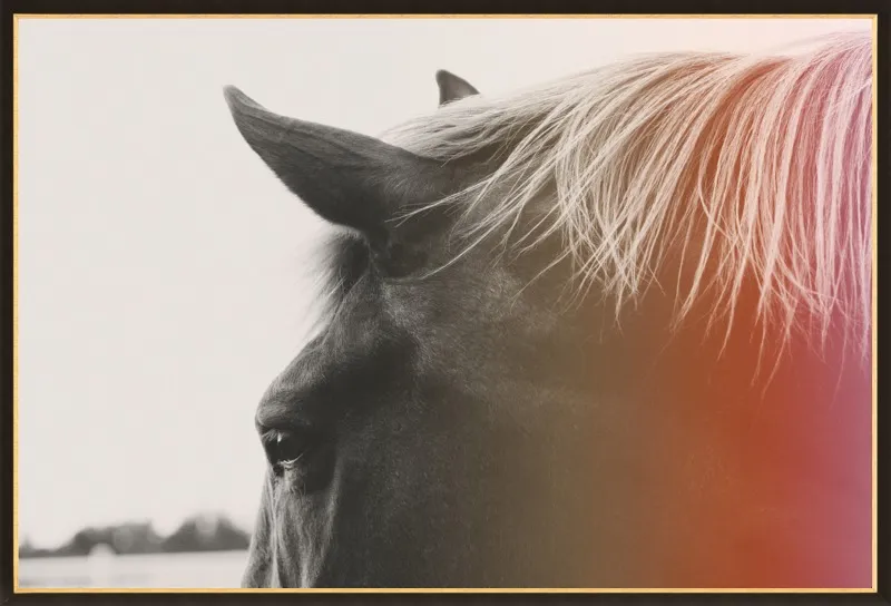 Pink Pony by Alicia Bock for Artfully Walls