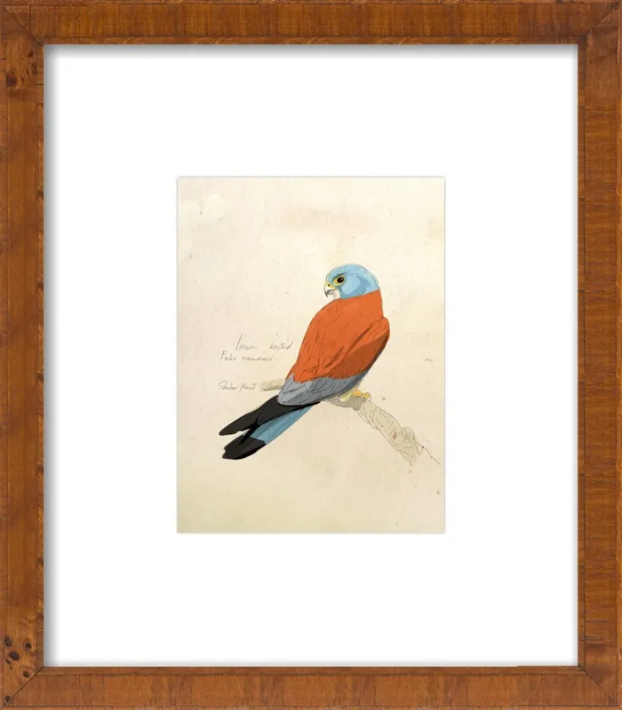 Lesser Kestrel by Shahar Navot for Artfully Walls