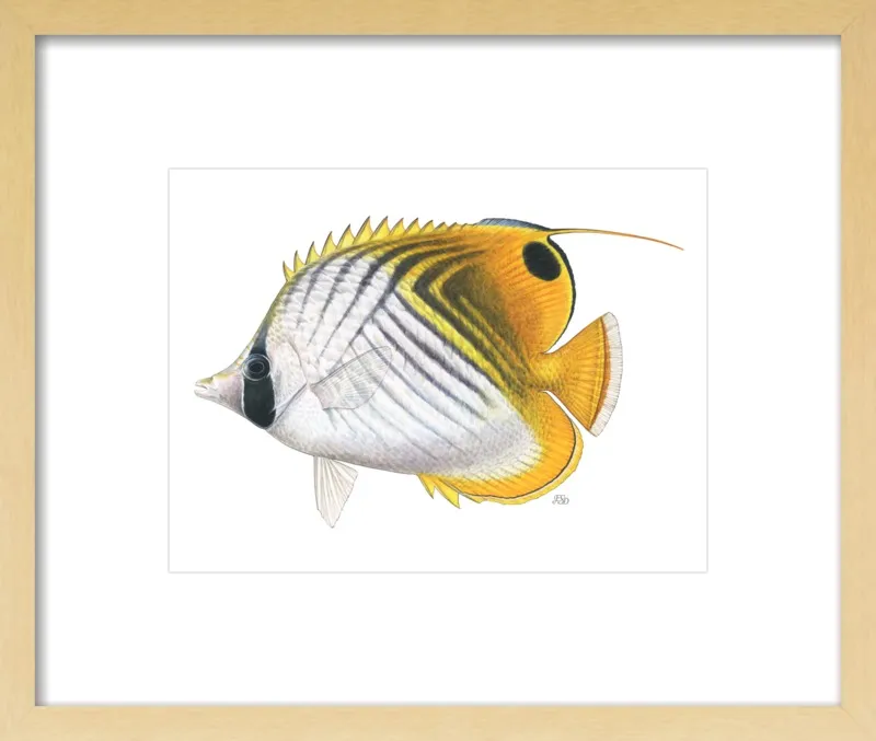 Threadfin butterflyfish by Emily S. Damstra for Artfully Walls