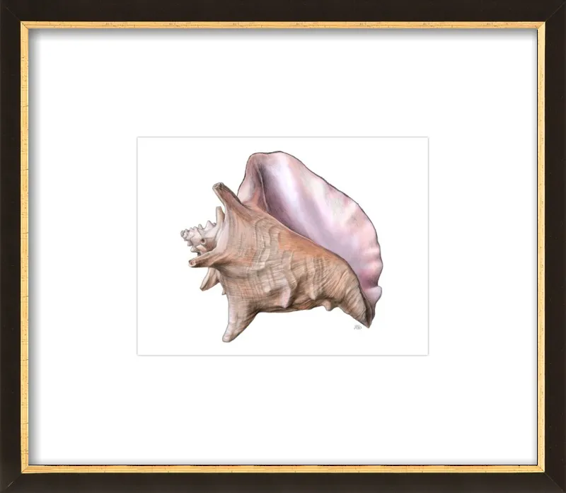 Queen conch  by Emily S. Damstra for Artfully Walls