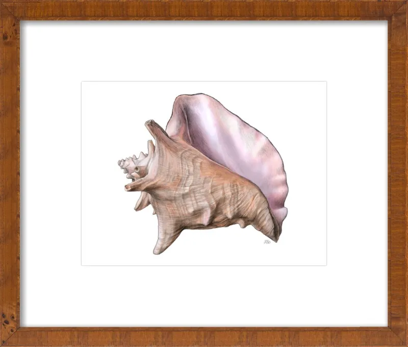 Queen conch  by Emily S. Damstra for Artfully Walls