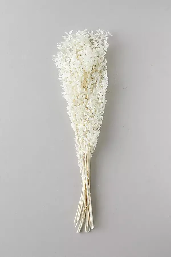 Bleached Ruscus Bunch