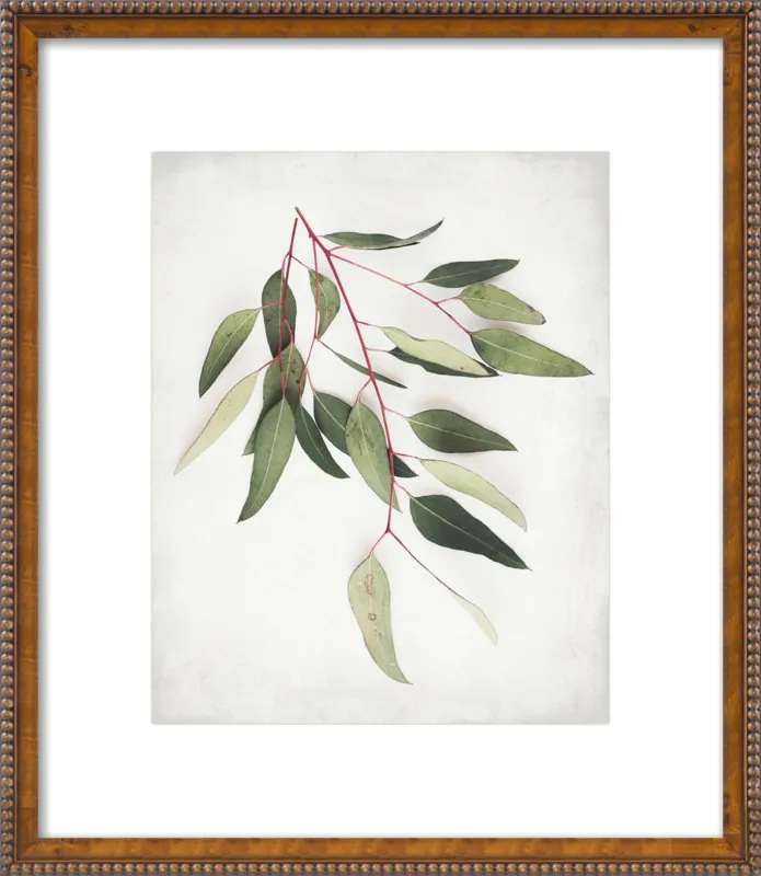 Eucalyptus Sprig One by Lupen Grainne for Artfully Walls