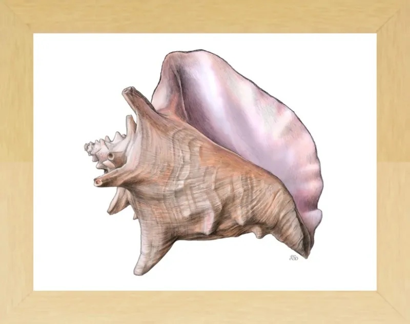 Queen conch  by Emily S. Damstra for Artfully Walls