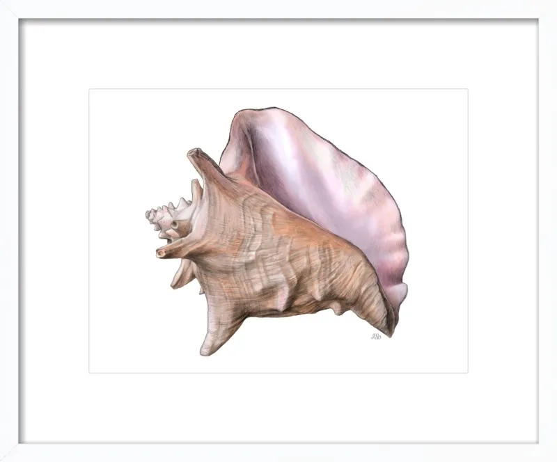 Queen conch  by Emily S. Damstra for Artfully Walls