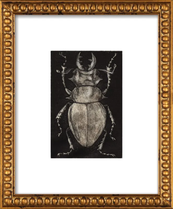 Grey Beetle on Black by Tennopent Sooster for Artfully Walls