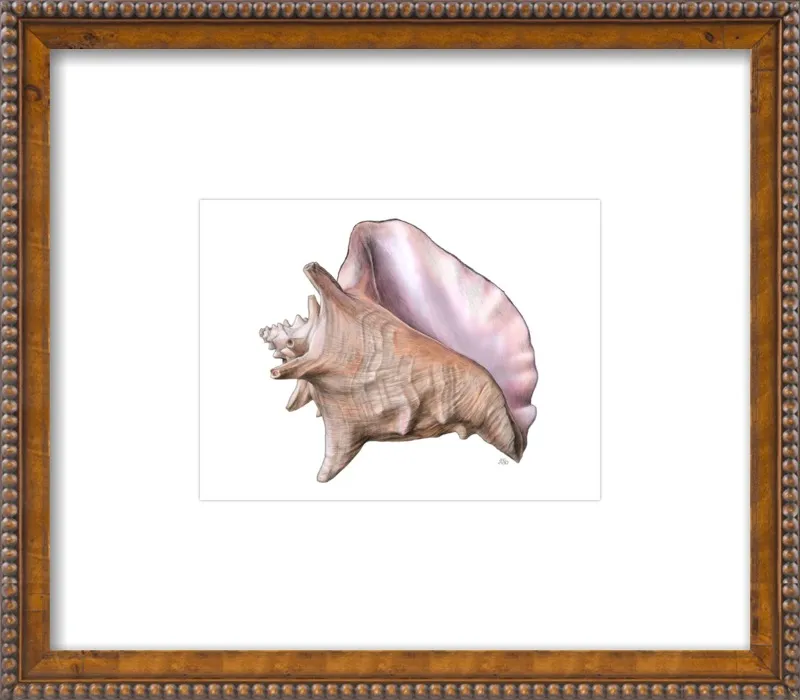 Queen conch  by Emily S. Damstra for Artfully Walls