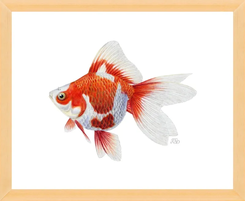 Japanese ryukin goldfish by Emily S. Damstra for Artfully Walls