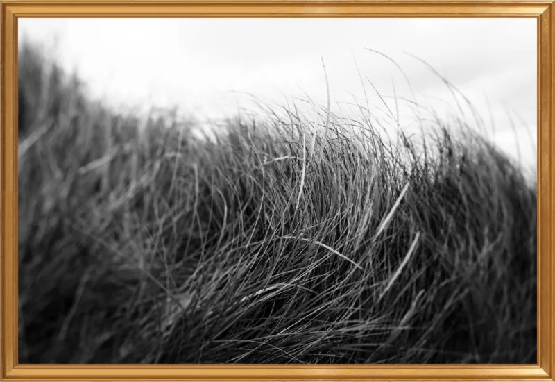 Beach Grass #3 by Alicia Bock for Artfully Walls