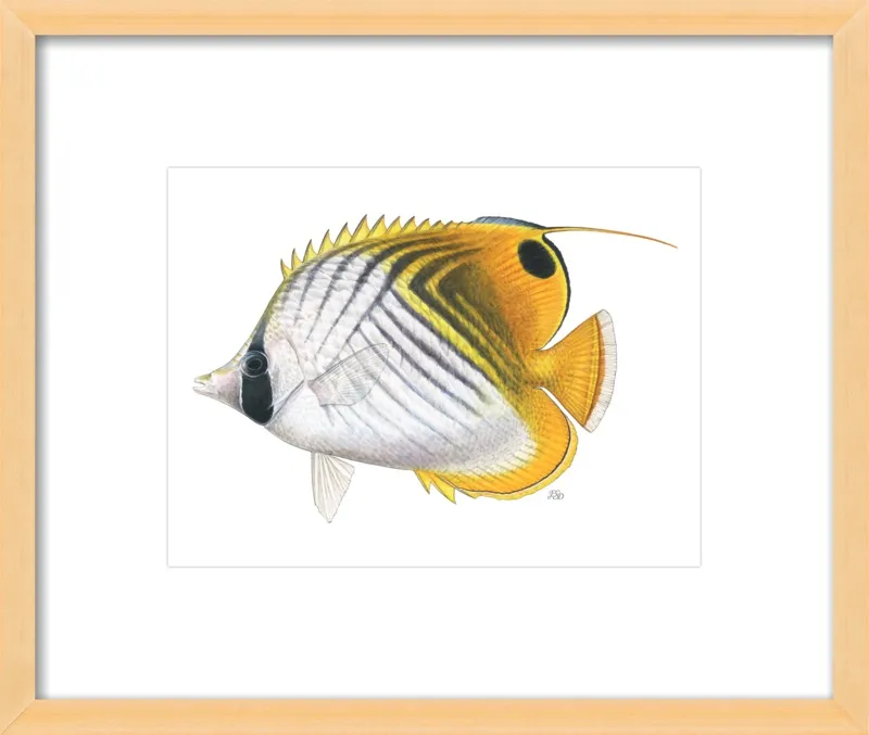 Threadfin butterflyfish by Emily S. Damstra for Artfully Walls