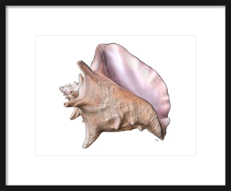 Queen conch  by Emily S. Damstra for Artfully Walls